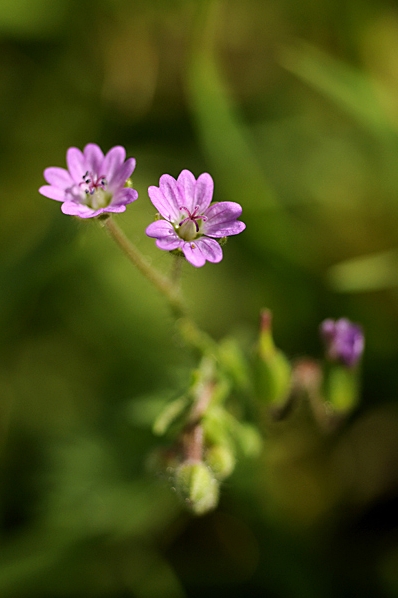 Duvnäva, Geranium columbinum