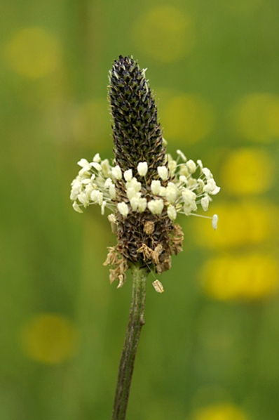 Svartkämpar, Plantago lanceolata