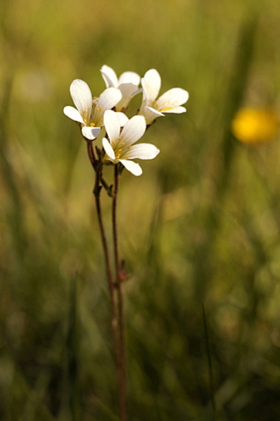 Mandelblomma, Saxifraga granulata