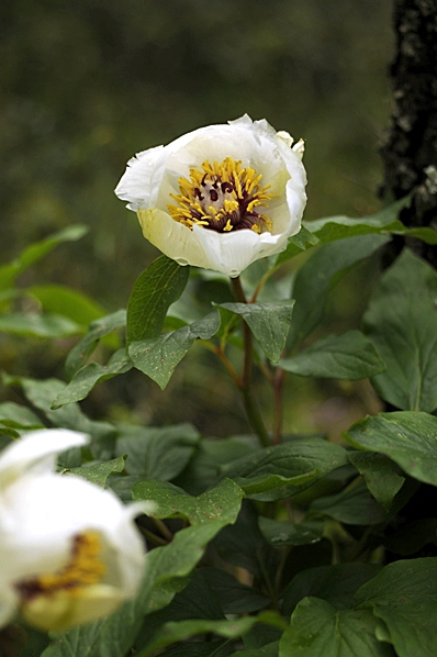 Pion, Paeonia sp.