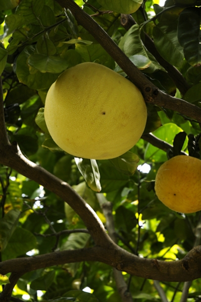 Pomelo, Citrus maxima, Citrus grandis, Pompelmus