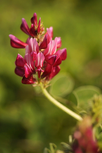 Rosenväppling, Hedysarum coronarium