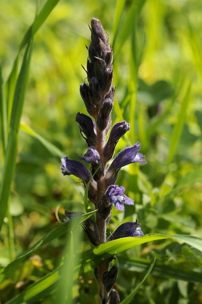 Röllikesnyltrot, Orobanche purpurea, snyltrot, snyltrötter