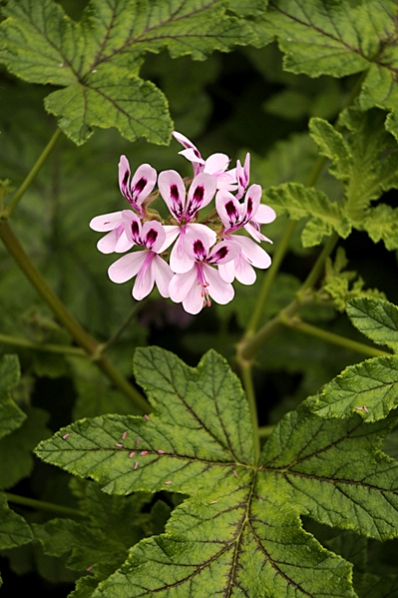 Doftpelargon, Pelargonium x , pelargon