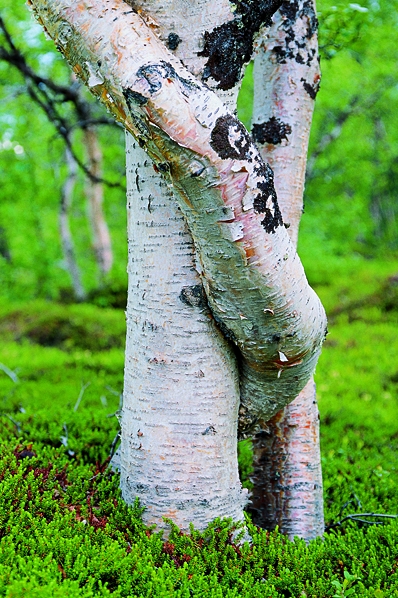 Fjällbjörk, Betula pubescens ssp. tortuosa, ssp. czerepanovii