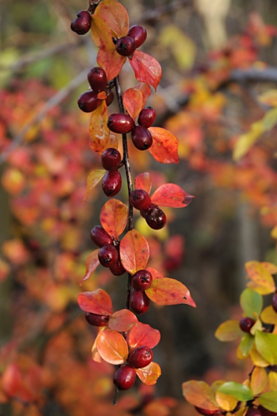 Oxbär, Cotoneaster sp.