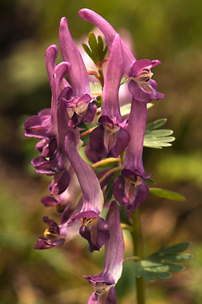 Stornunneört, Corydalis solida, stor nunneört, fliknunneört, nunneört
