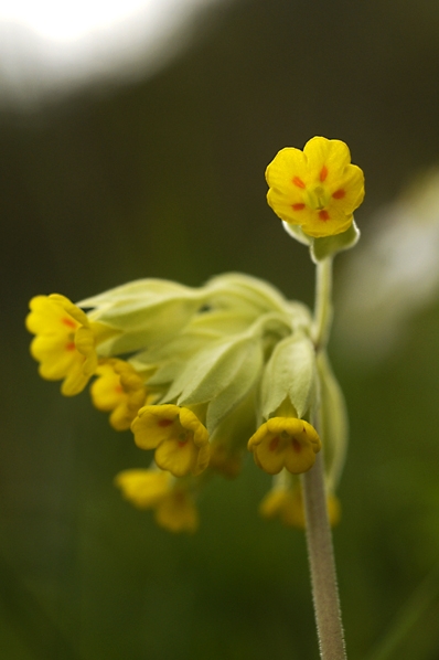 Gullviva, Primula veris, vårblommor
