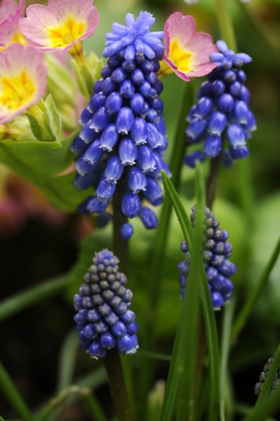 Pärlhyacint 'Bling-Bling', Muscari 