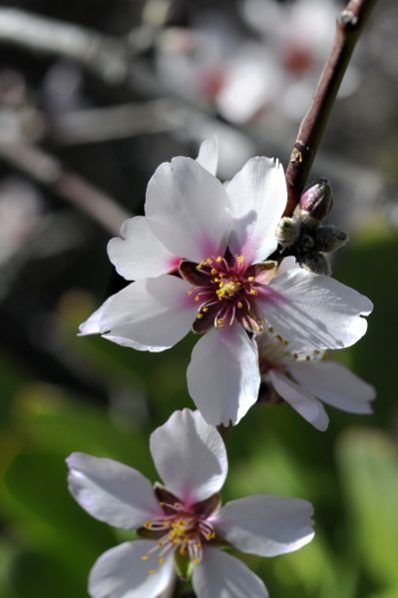Mandel, Prunus dulcis, mandelträd mandelblomma