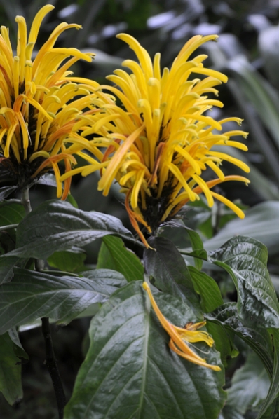 Guldjakobinia, jakobinia, Justicia aurea