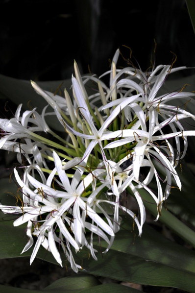 Strandkrinum, Crinum asiaticum