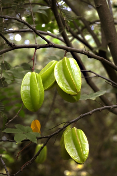 Carambola, Stjärnfrukt, Averrhoa carambola