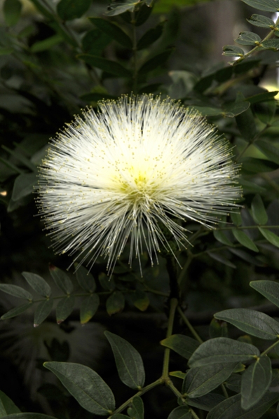 Pudervippa, Calliandra haematocephala 'alba', botaniska trädgården i puerto de la cruz, jardin de aclimatacion de orotava