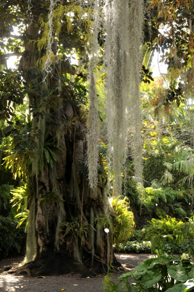 Jardin de Aclimatacion de Orotava, Botaniska trädgården Puerto de la Cruz, Teneriffa