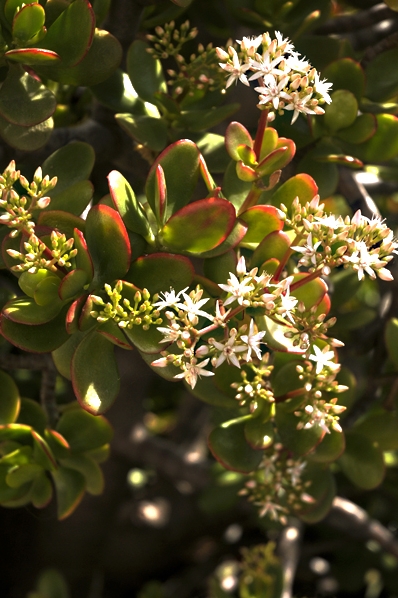 Paradisträd, Crassula ovata