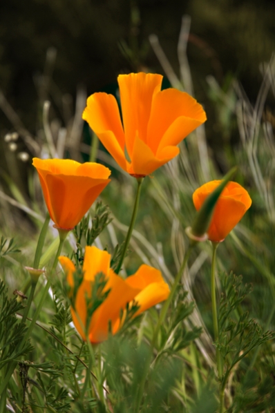 Kalifornisk vallmo, Eschscholzia californica, Sömntuta