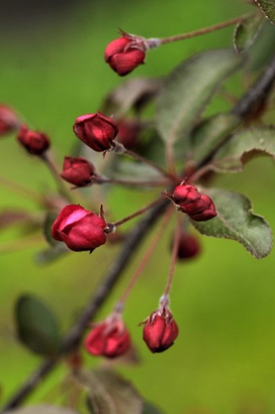 Purpurapel 'Rubin', prydnadsapel