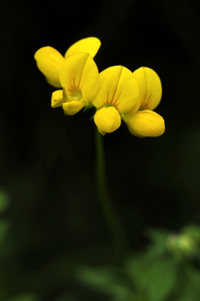 Käringtand, Lotus corniculatus