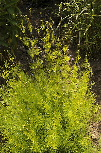 Åbrodd, Artemisia abrotanum