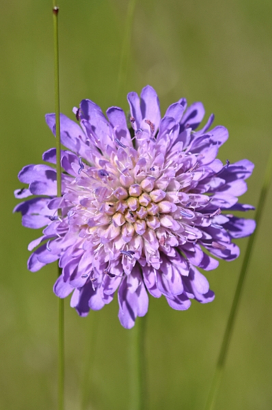 Åkervädd, Knautia arvensis