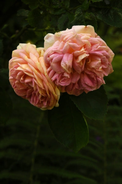 Ros 'Alchymist'