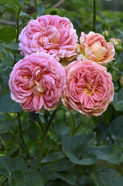Ros 'Alchymist'