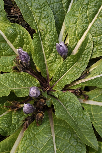 Alruna, Mandragora officinarum