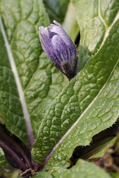 Alruna, Mandragora officinarum