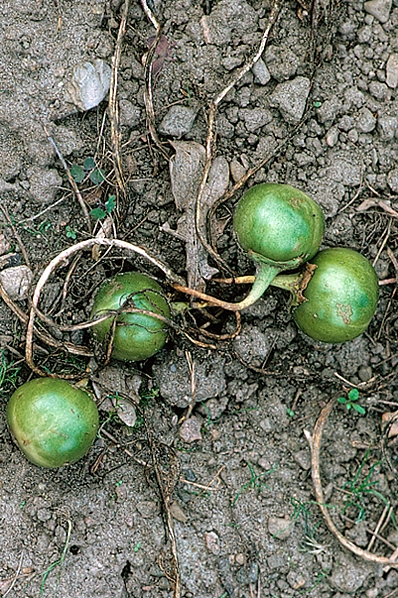 Alruna, Mandragora officinarum