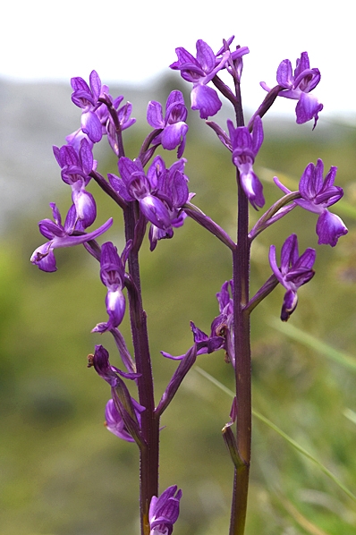 Anacamptis laxiflora