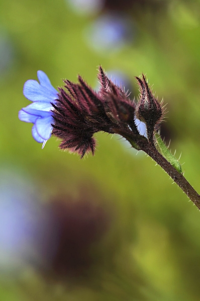 Anchusa cretica