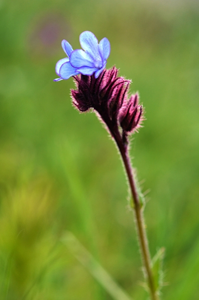 Anchusa cretica
