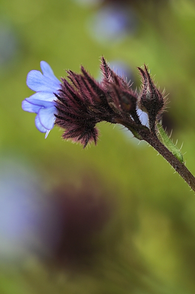 Anchusa cretica