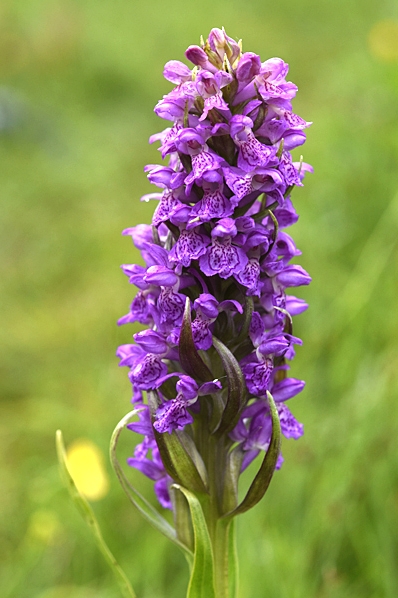 Ängsnycklar, Dactylorhiza incarnata var, incarnata