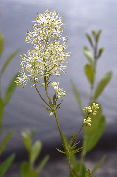 Ängsruta, Thalictrum flavum