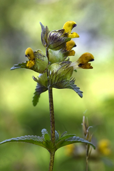Ängsskallra, Rhinanthus minor