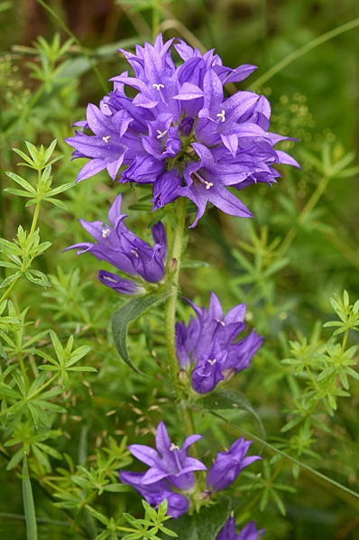 Ängstoppklocka, Campanula glomerata ssp. glomerata, toppklocka