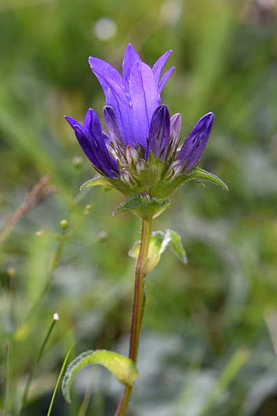 Ängstoppklocka, Campanula glomerata ssp. glomerata, toppklocka