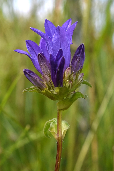Ängstoppklocka, Campanula glomerata ssp. glomerata, toppklocka