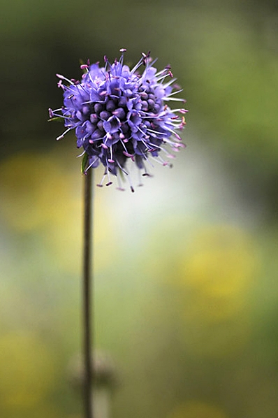 Ängsvädd, Succisa pratensis