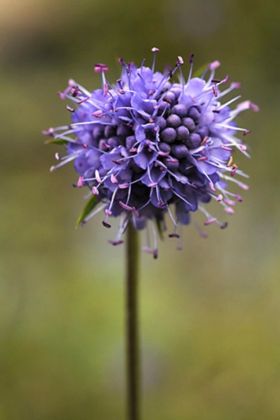 Ängsvädd, Succisa pratensis