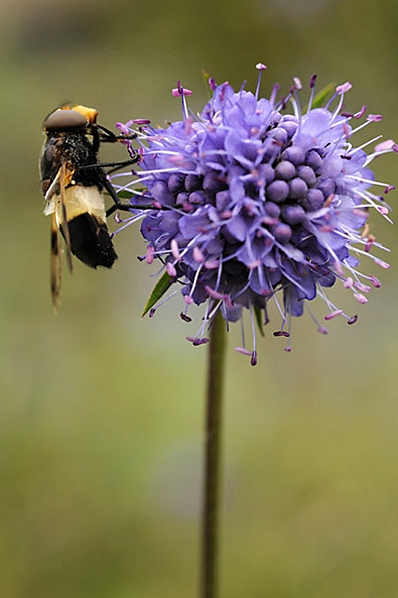 Ängsvädd, Succisa pratensis