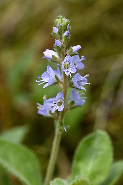 Ärenpris, Veronica officinalis