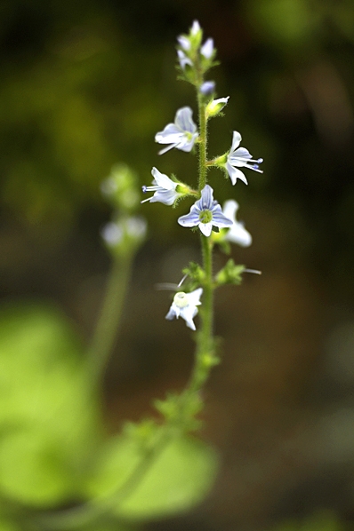 Ärenpris, Veronica officinalis