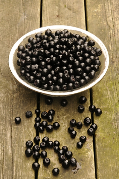 Svart aronia, Aronia melanocarpa