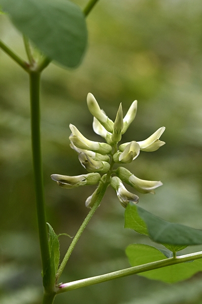 Ärtvicker, Vicia pisiformis