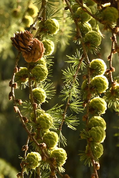 Lärk, asiatisk hybridlärk var. japonica, larix kaempferi x gmelinii