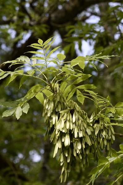 Ask, Fraxinus excelsior