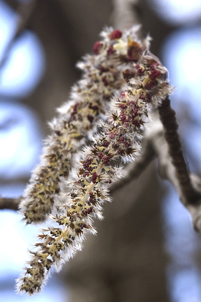 Asp, Populus tremula
